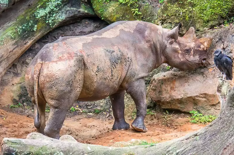 Disneys Animal Kingdom Rhino
