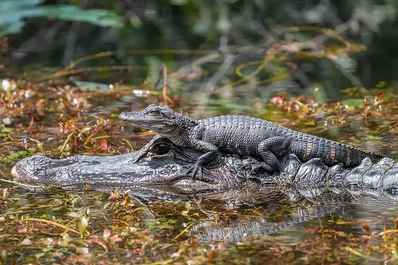 Everglades National Park Angry Crocodile