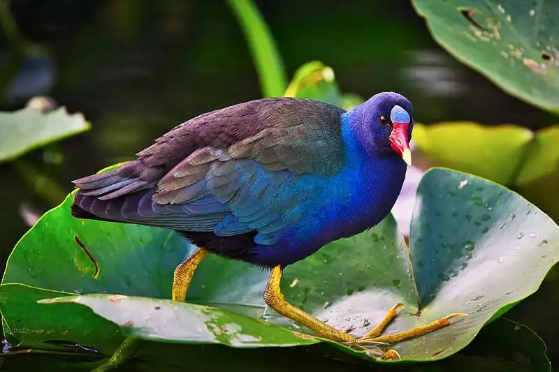 Everglades National Park Birds