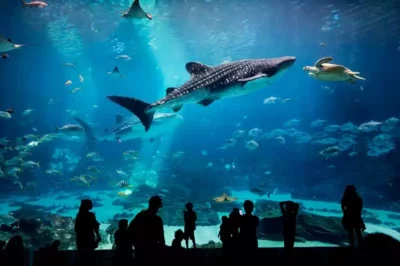 Georgia Aquarium in Atlanta: A Deep Dive Into Biggest in US