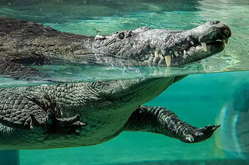 Miami Zoo Crocodile