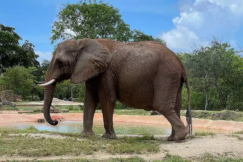 Miami Zoo Elephant