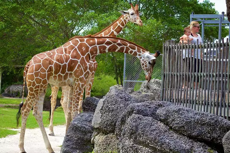 Miami Zoo Giraffe