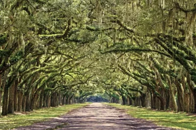 Wormsloe State Historic Site and Plantation in Savannah, GA