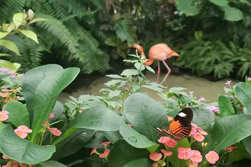 Key West Butterfly Pink
