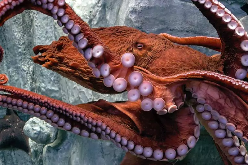 Tennessee Aquarium Octopus