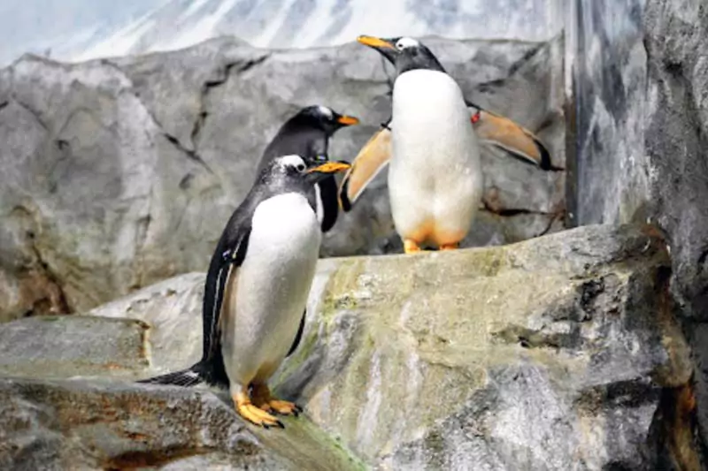 Tennessee Aquarium Penguins