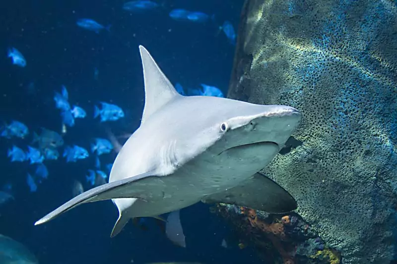 Tennessee Aquarium Shark