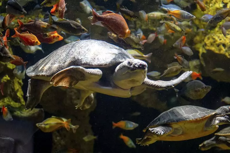 Tennessee Aquarium Turtle