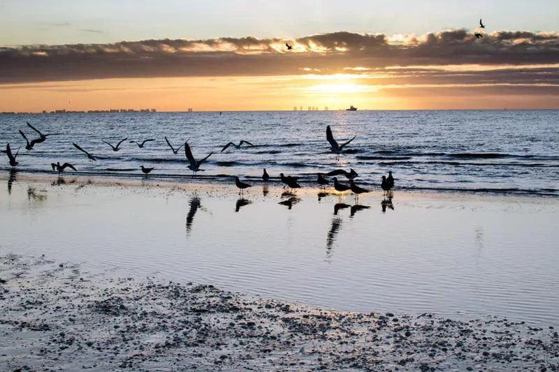 Best Shelling Beaches In Florida Birds