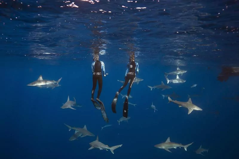 Shark Snorkeling Without Cage