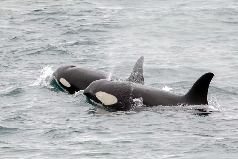 Washington Orca Whales