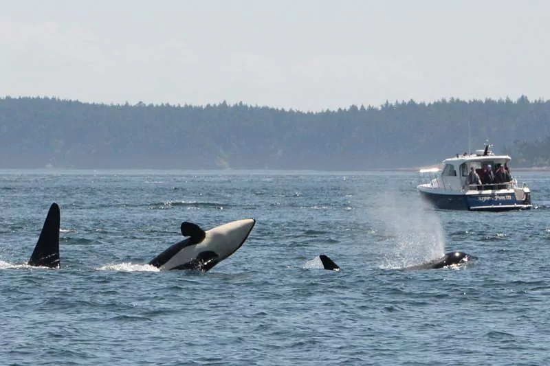 Washington Orcas Island