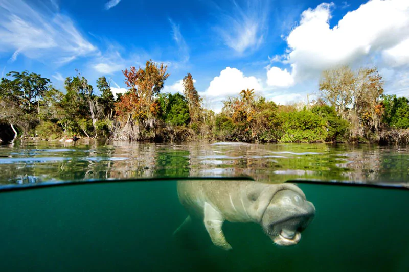 Manatees In Florida State Park