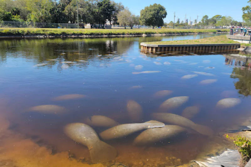 Manatees Park Fort Myers River