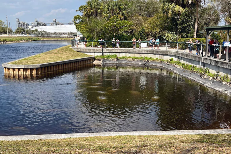 Manatees Park Fort Myers Where To See